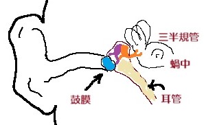 鼓膜